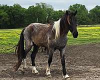 tobiano-horse
