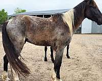 blue-roan-tobiano-horse