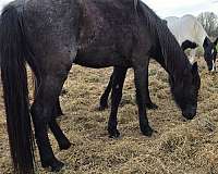 none-horse