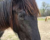 blue-roan-none-horse