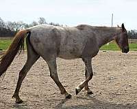 star-horse
