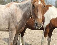 red-roan-star-horse