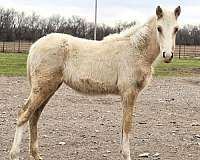 palomino-white-flashy-horse