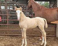 palomino-white-twhbea-horse