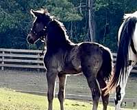 black-eventing-sport-horse