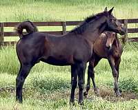 black-irish-draught-colt-mare