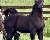 eventing-sport-irish-draught-horse