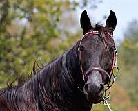 black-mare-for-sale