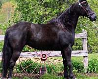 black-racking-mare