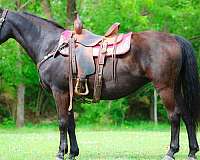team-penn-morgan-horse