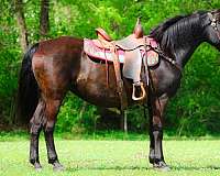 black-team-penn-horse