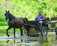 all-around-morgan-horse