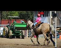 florida-palomino-horse
