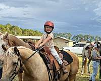 15hh-palomino-horse