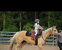 jacksonville-palomino-horse