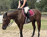 star-blaze-horse