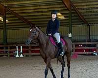 bay-star-blaze-horse