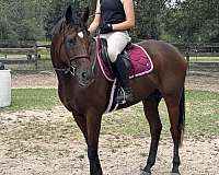 english-pleasure-thoroughbred-horse