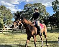 hunter-thoroughbred-horse