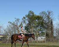 western-riding-thoroughbred-horse