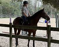 bay-thoroughbred-gelding
