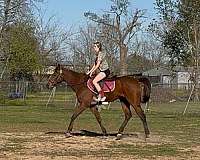 jumper-thoroughbred-horse