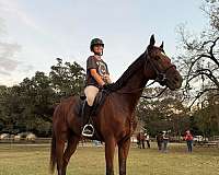 bay-english-pleasure-horse