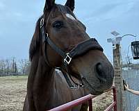 bay-hunter-horse