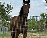 bay-jumper-horse