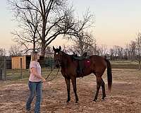 bay-western-riding-horse