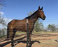 english-pleasure-gelding