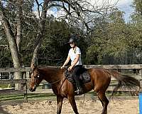 hunter-gelding