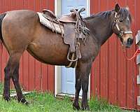 all-around-quarter-horse