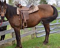 halter-quarter-horse