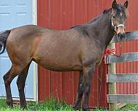 longe-line-quarter-horse