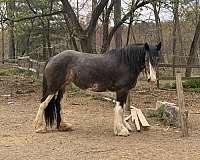 clydesdale-mare