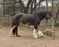 project-trail-clydesdale-horse