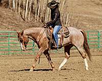 overo-horse