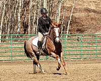 red-roan-overo-horse