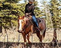 all-around-quarter-horse