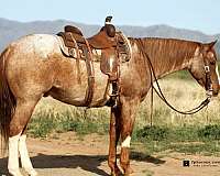 double-registered-quarter-horse