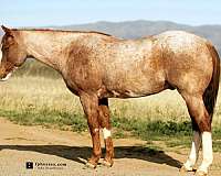 dressage-quarter-horse