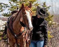 beginner-quarter-horse