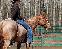 drill-team-quarter-horse