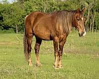 palomino-chocolate-horse