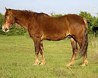 all-around-rocky-mountain-horse
