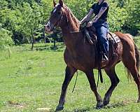 beginner-rocky-mountain-horse