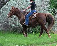 athletic-rocky-mountain-horse
