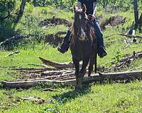 endurance-rocky-mountain-horse