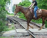 experienced-rocky-mountain-horse
